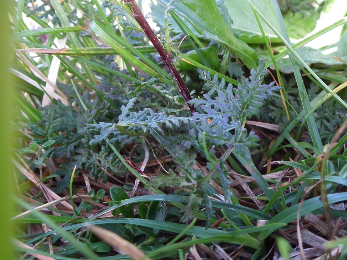 cfr. Pedicularis adscendens x Pedicularis rostratocapitata